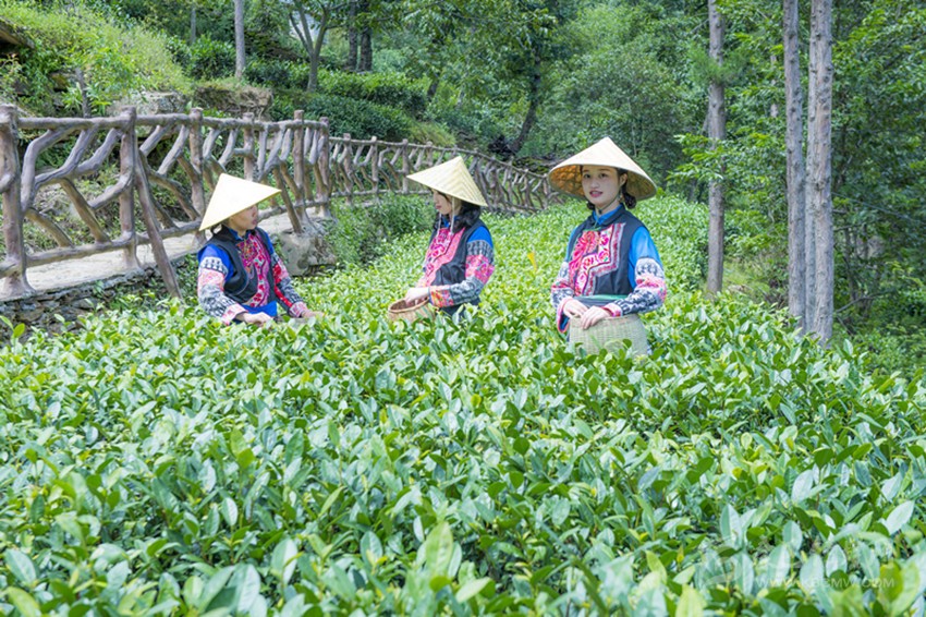 茶樹發(fā)芽青又青