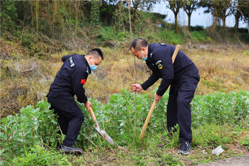 圖為植樹.jpg