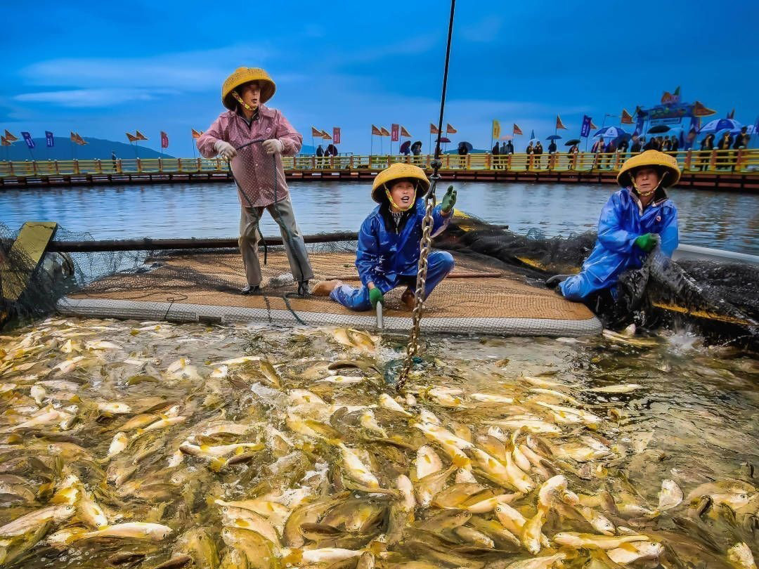 三都澳大黃魚(yú)豐收 許少華攝