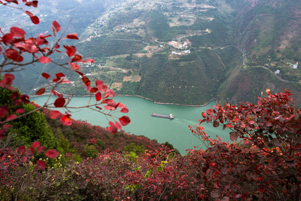 船舶行駛在紅葉掩映下的長江三峽重慶市巫山縣水域（2023年11月30日攝）。新華社記者 肖藝九 攝