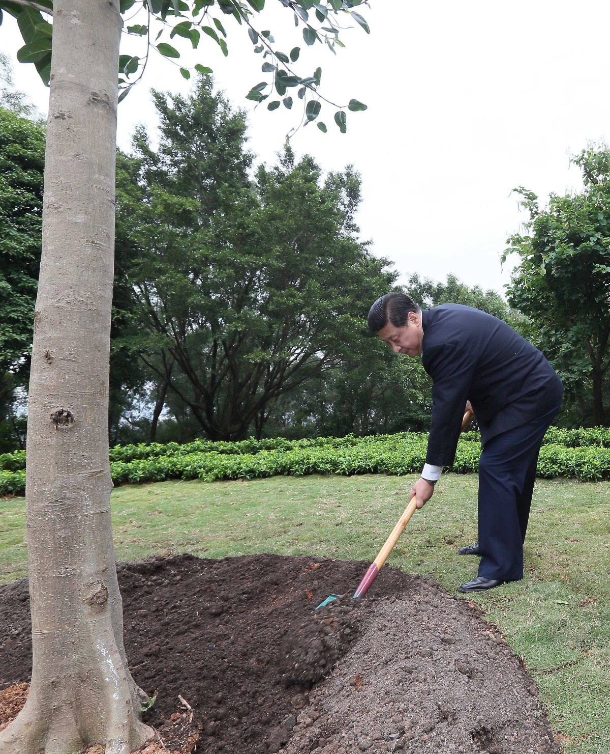 2012年12月8日，習(xí)近平在深圳蓮花山公園種下一棵高山榕樹。