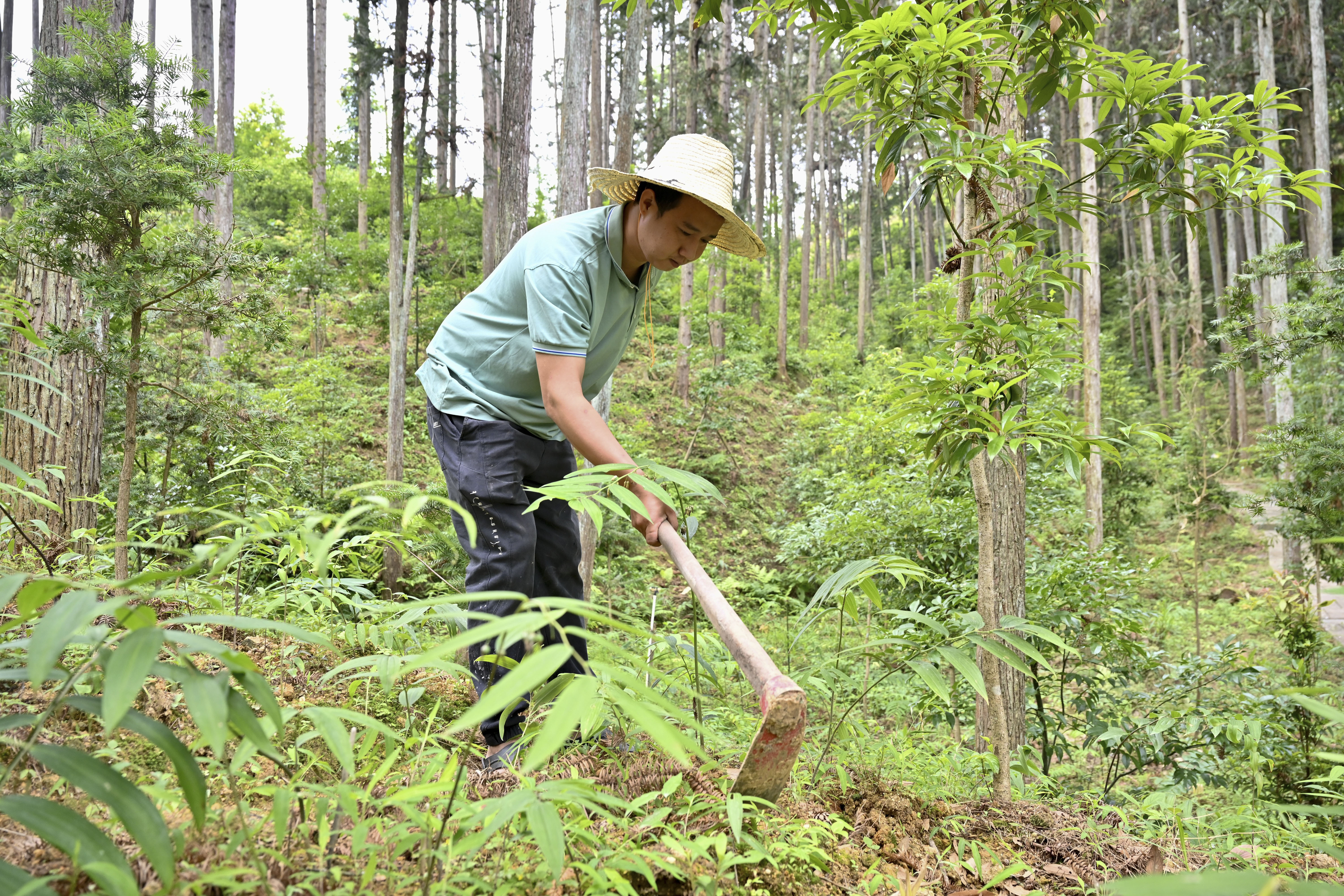 2024年5月9日，福建省三明市馬巖林下經(jīng)濟(jì)種植示范基地工人在管理林下種植的多花黃精。